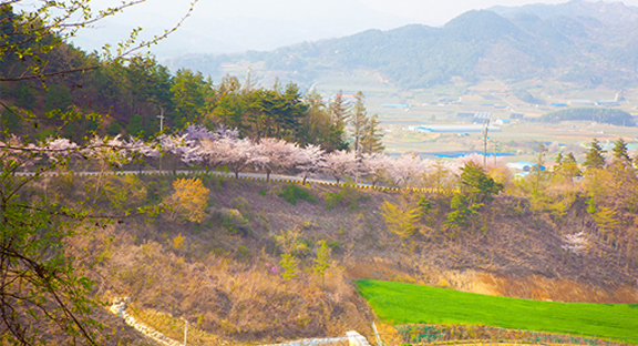 장수 덕산 벚꽃 이미지