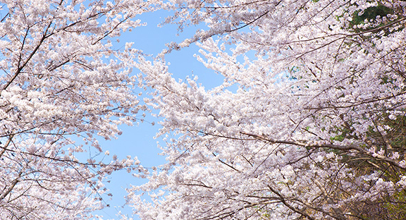 장수 덕산 벚꽃 이미지