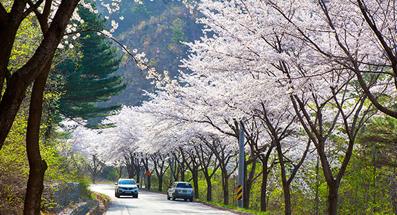 장수 덕산 벚꽃 이미지