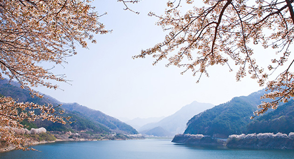 물빛공원-동화호변 벚꽃 길 이미지