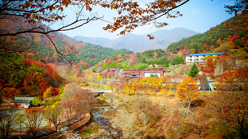 傍花洞家庭度假村，修养林