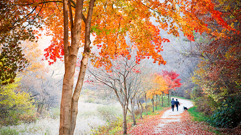 傍花洞家庭度假村，修养林