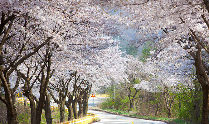 장수 덕산 벚꽃 길 사진1