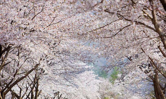 장수 덕산 벚꽃 길 사진5