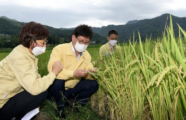 최훈식 군수, 벼 병해충 피해현장 방문,  농작물 피해 최소화 당부 대표사진