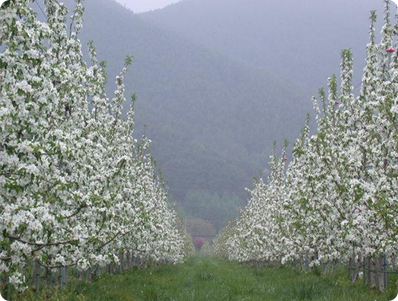 사과시험장 사진3