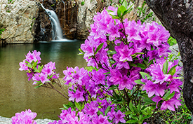 Korean Azalea