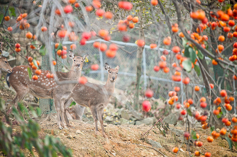 Tteunbongsaem Spring Eco Tourist Site