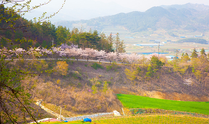 장수 덕산 벚꽃 길 사진2