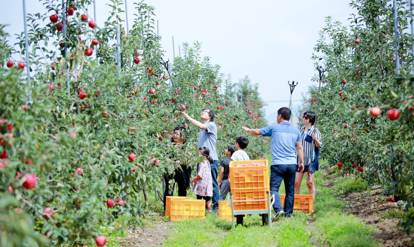 사과농장체험 사진3
