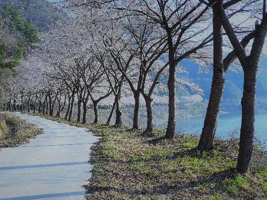 동화호 벚꽃 길