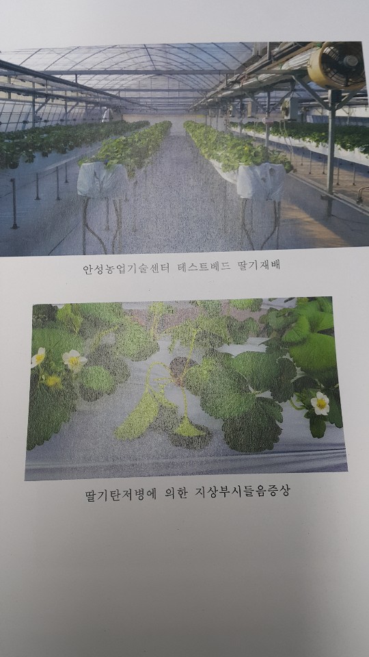 경기도안성시 농업기술센터에서 박트제로로 딸기탄저병 실험 사진(4)