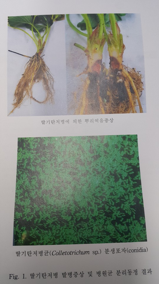 경기도안성시 농업기술센터에서 박트제로로 딸기탄저병 실험 사진(3)