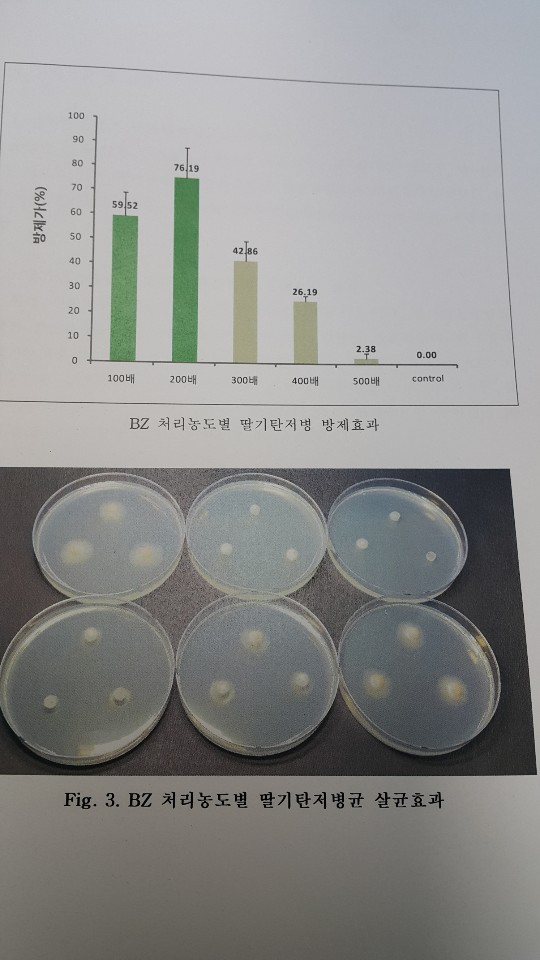경기도안성시 농업기술센터에서 박트제로로 딸기탄저병 실험 사진(5)